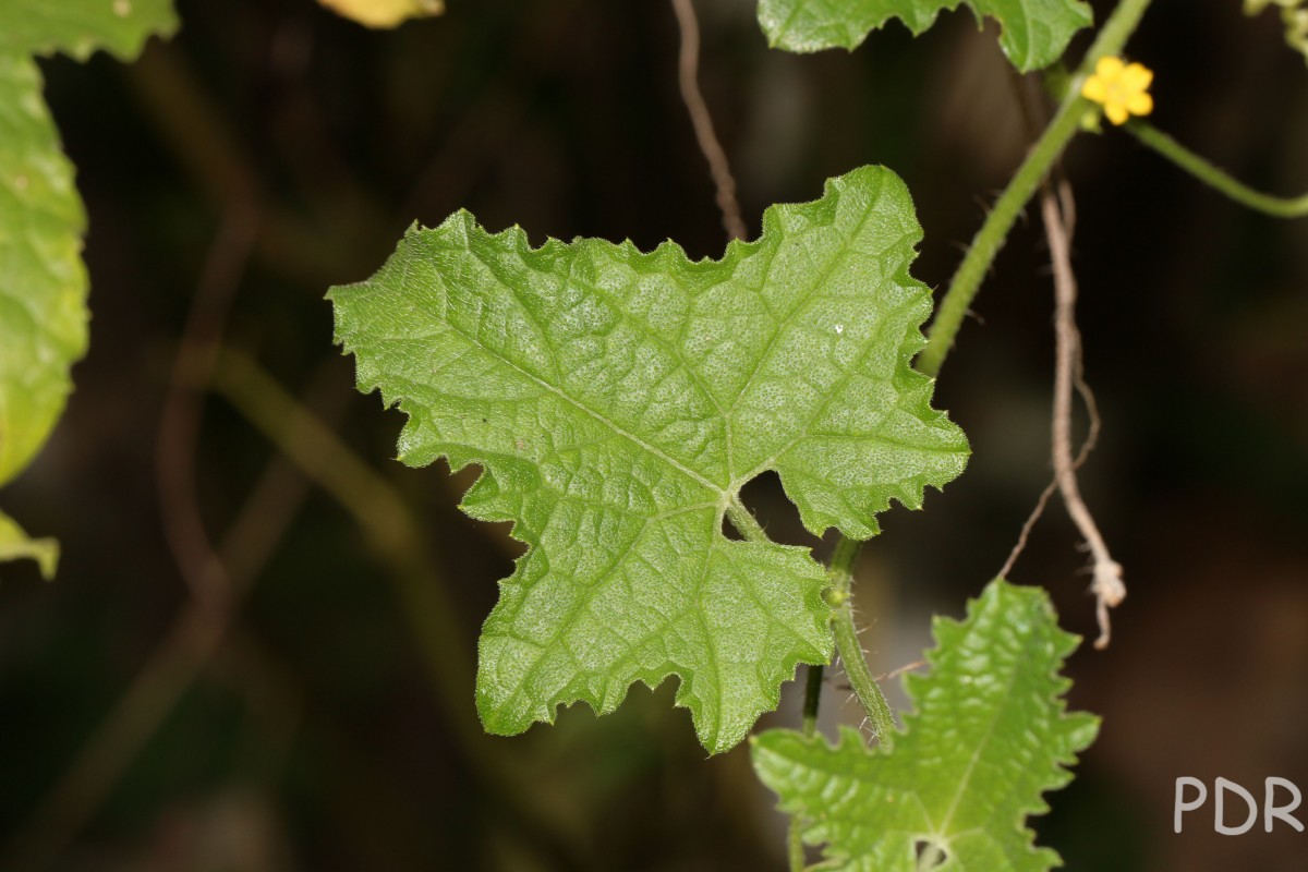 Cucumis maderaspatanus L.